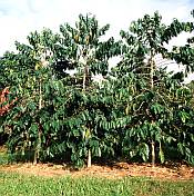 Hawaiian coffee trees